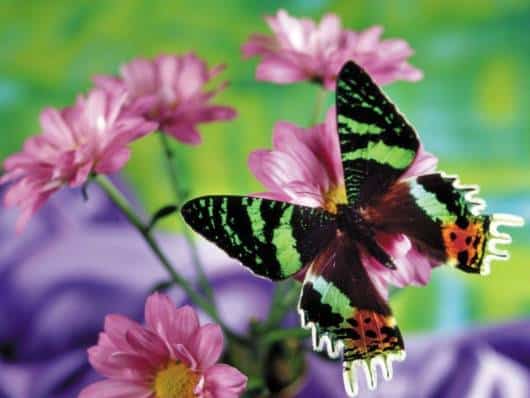 Expresse sua arte colorindo borboletas