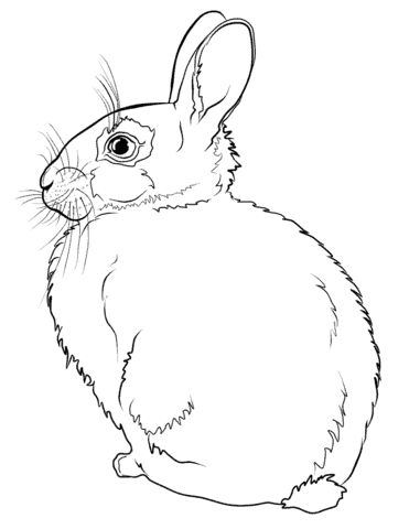 ideias de coelho simples para pintar