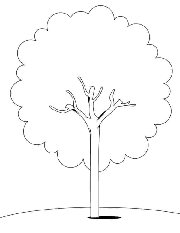 Desenho árvores para colorir 3