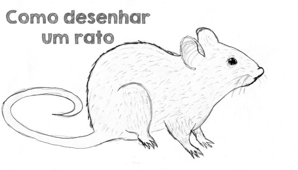 dicas de como desenhar um rato