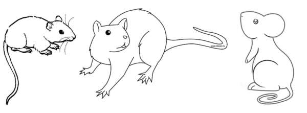desenhos simples de rato