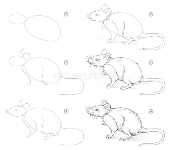 passo a passo completo para desenhar um rato