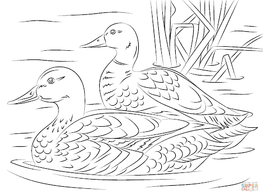 desenho de pato no rio para pintar