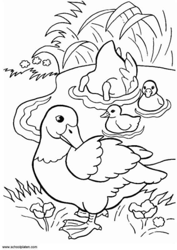 desenho de familia pato em lagoa para colorir