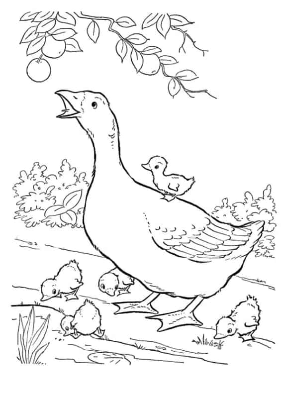 desenho de familia pato para imprimir e pintar