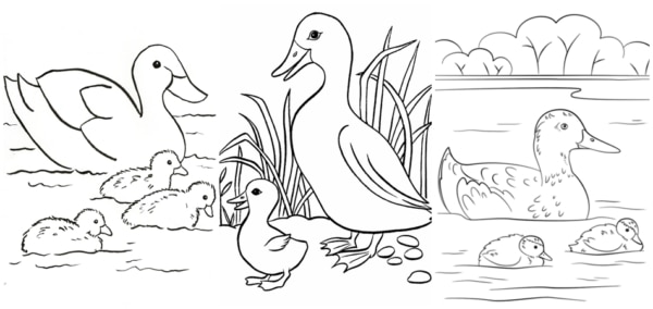 desenhos de pato com filhotes para colorir