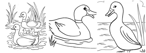 desenhos de patos na lagoa para colorir