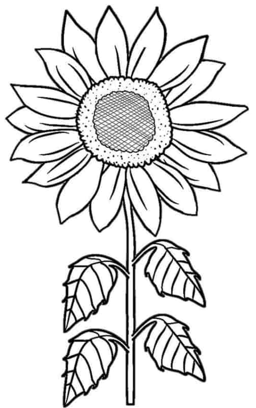 desenho de girassol com folhas para colorir