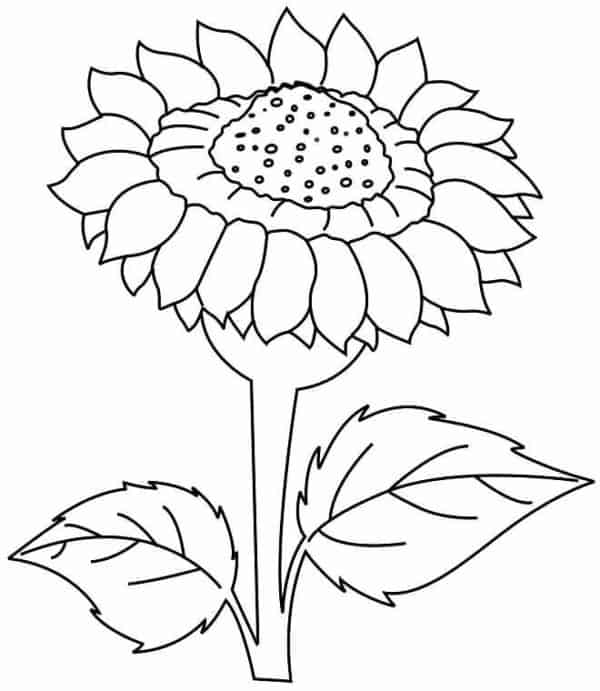 flor de girassol grande para pintar