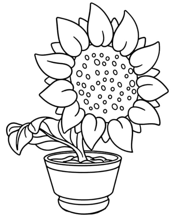 flor de girassol em vaso para pintar