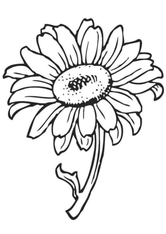 flor de girassol com caule para pintar