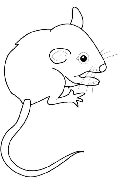 desenho de ratinho para colorir