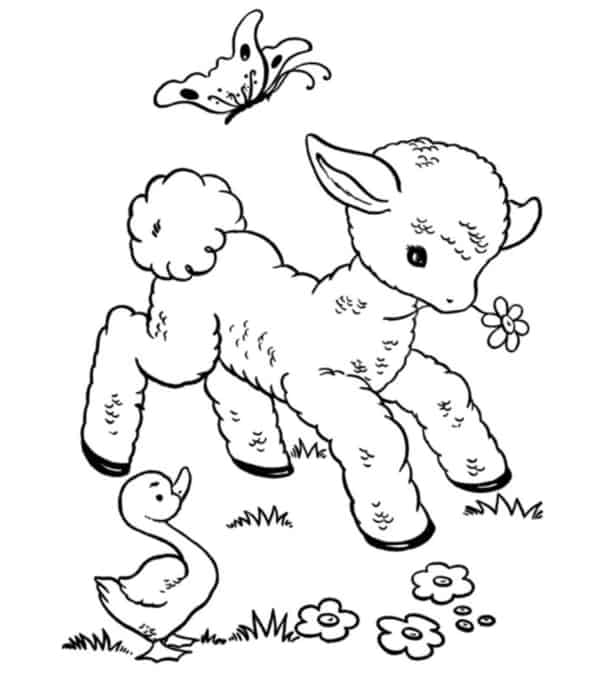 13 desenho de ovelhinha fofa para pintar