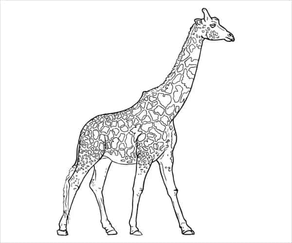 7 desenho de girafa gratis