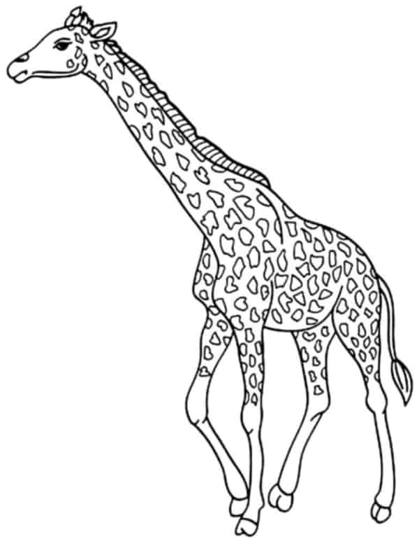 9 desenho gratis de girafa para imprimir