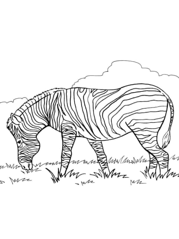 17 desenho simples de zebra My coloring pages
