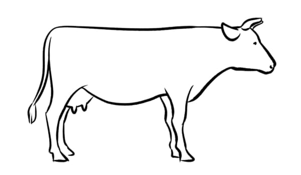 11 desenho de vaca para colorir Pinterest