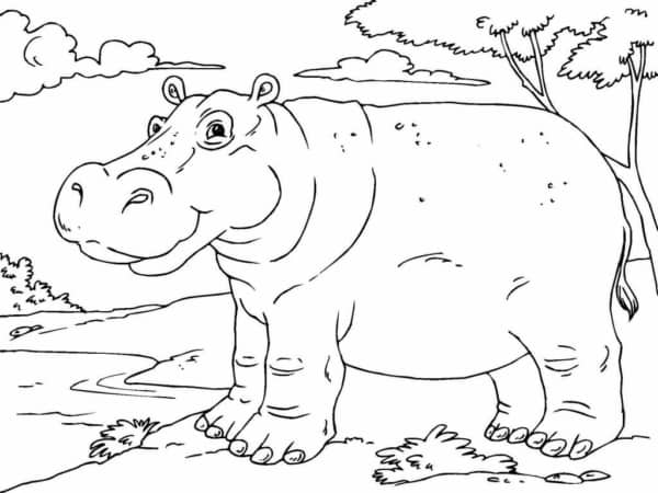 20 desenho de hipopotamo grande para colorir Pinterest