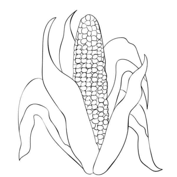 36 desenho para colorir de espiga de milho iStock