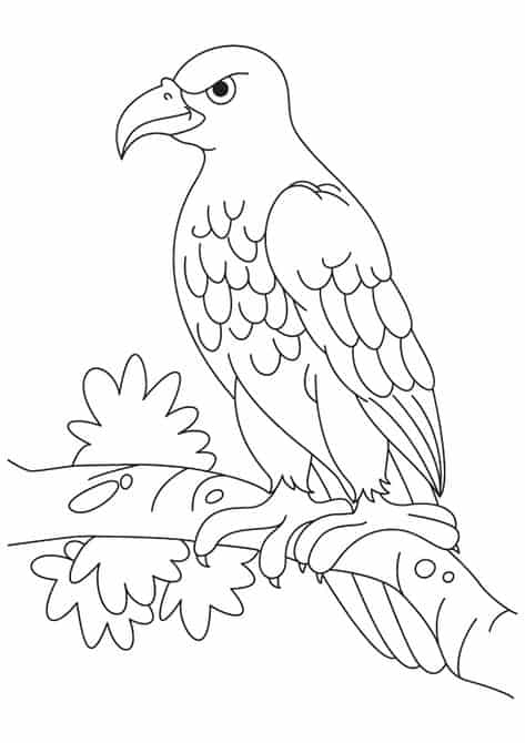 aguia para colorir bela