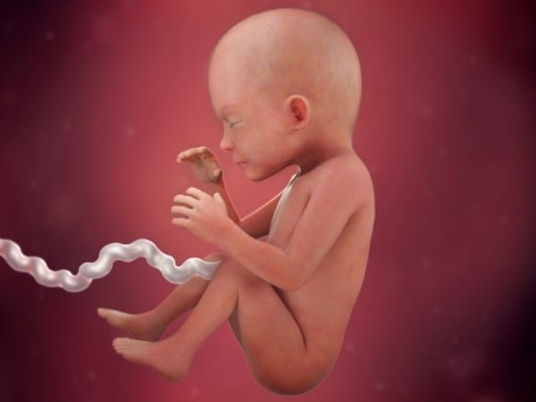 21 desenvolvimento do bebe no utero BabyCenter