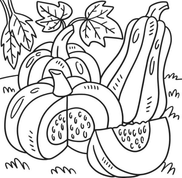21 desenho de tipos de aboboras para colorir Vecteezy