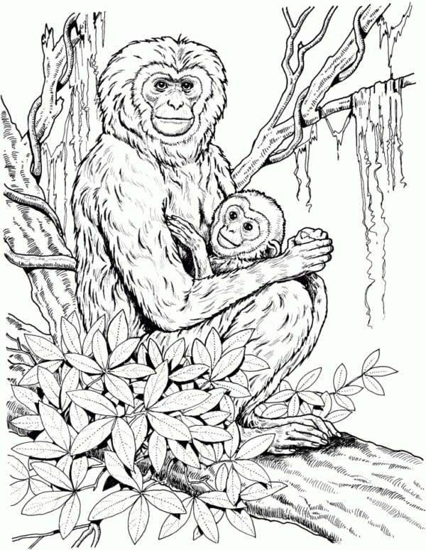 31 desenho realista de macaco para pintar EverFreeColoring