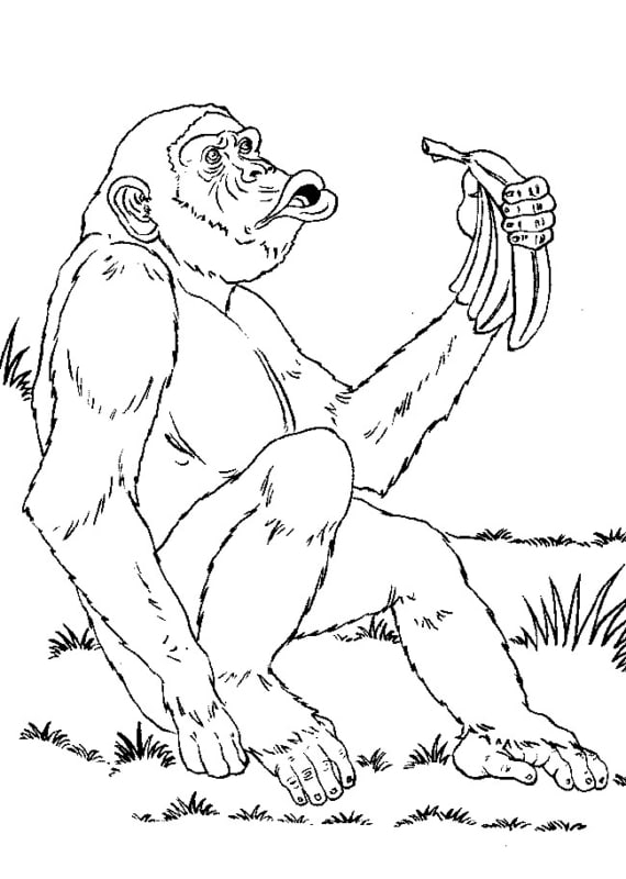 33 desenho de macaco para pintar Kids n fun