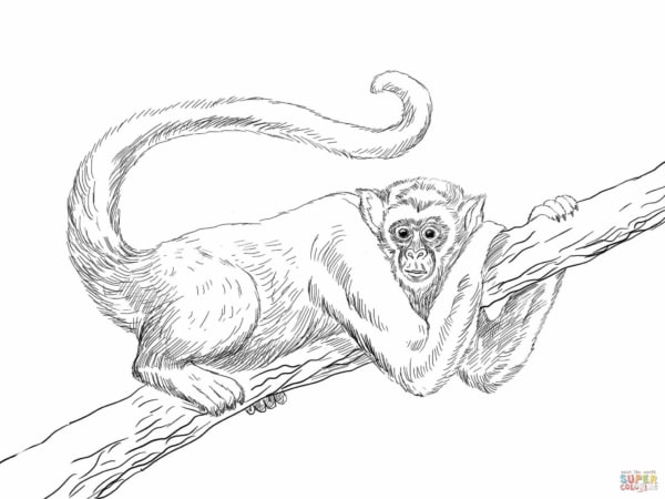 35 desenho para pintar macaco realista Super Coloring