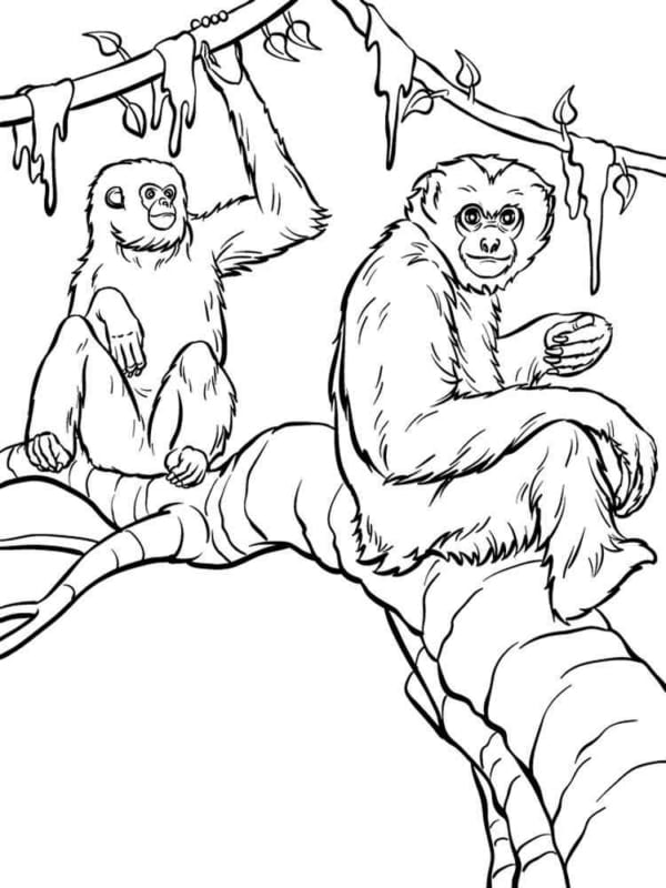 42 atividade de macaco pintar My coloring pages