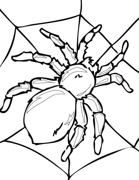 aranha para colorir tarantula
