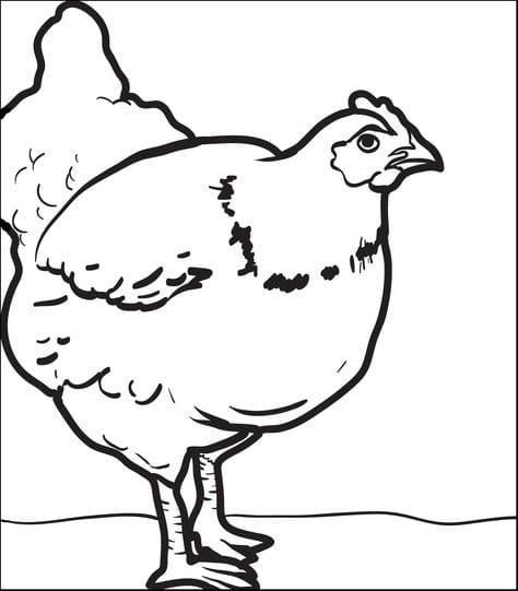 imagens de galinhas