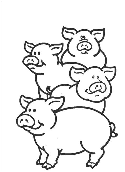 quatro porcos