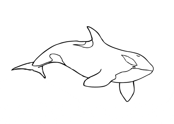 1 atividade baleia orca para colorir Clipart Library