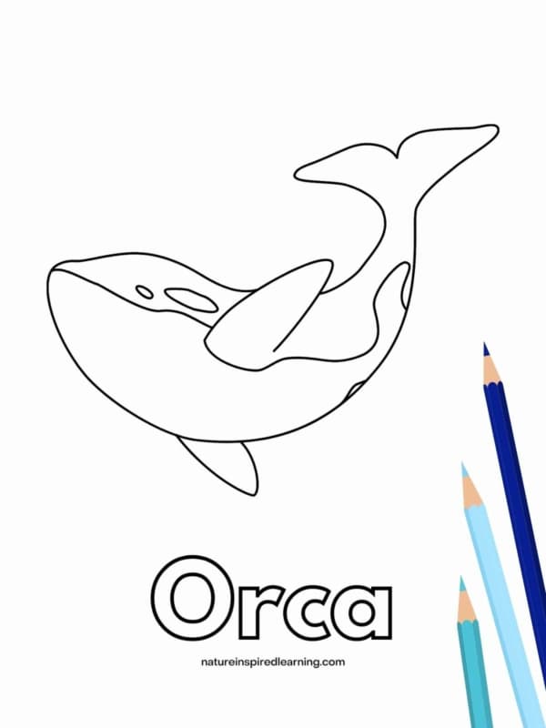 12 orca para colorir Nature Inspired Learning