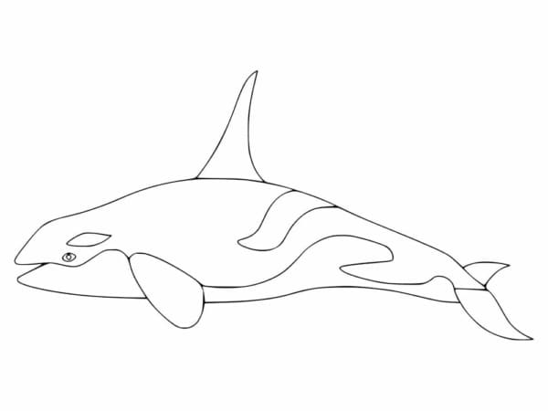 13 desenho orca para colorir Coloring Pages