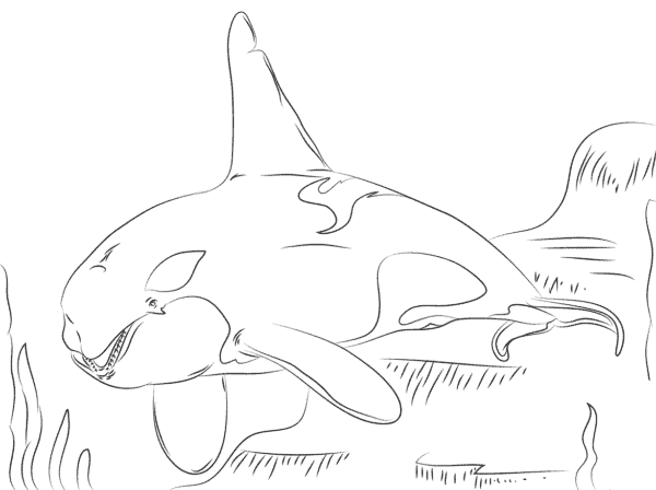 14 desenho de pintar baleia orca Coloringtop