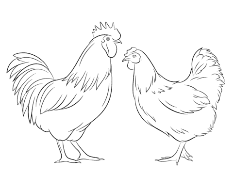 21 desenho galo e galinha para colorir Super Coloring