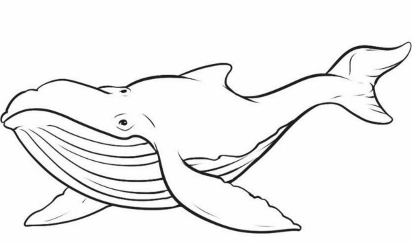 24 baleia jubarte para pintar Clipart Library