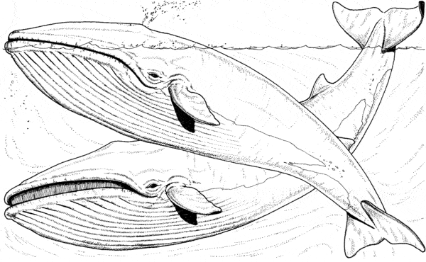 26 atividade baleia jubarte Pinterest