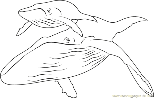 27 atividade baleia jubarte Coloring Pages 101