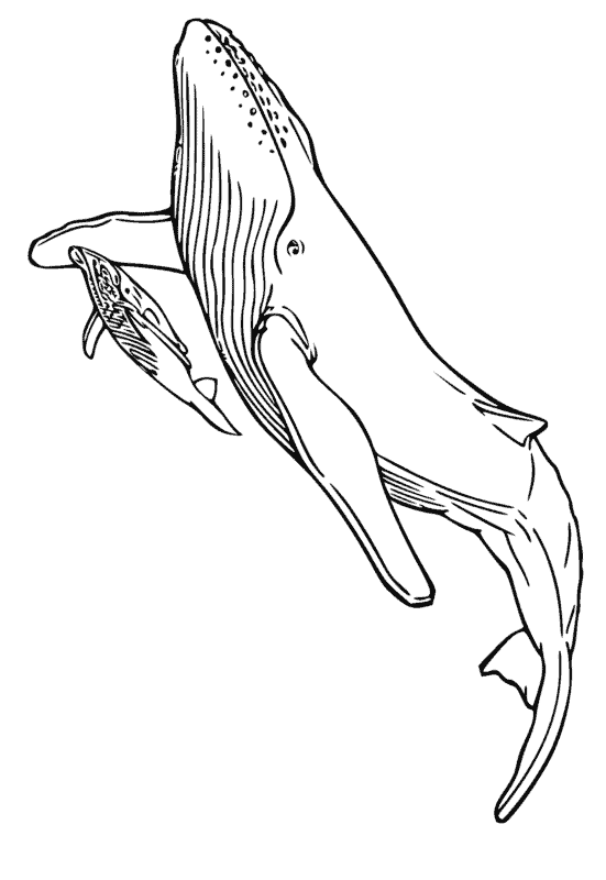 28 desenho simples baleia jubarte Lystok