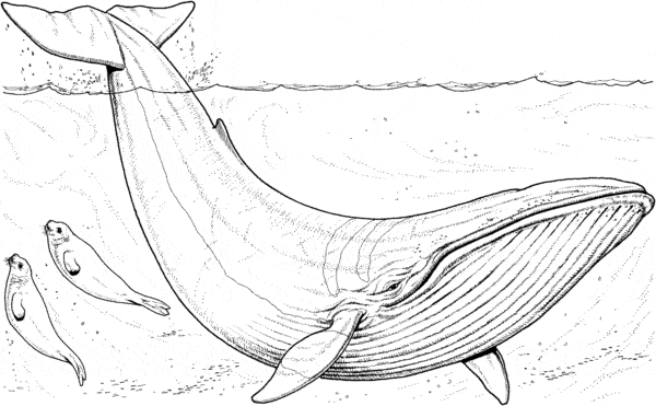 29 atividade baleia jubarte para imprimir Get Coloring Pages