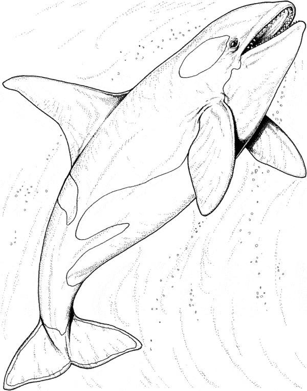 3 baleia orca para pintar Pinterest