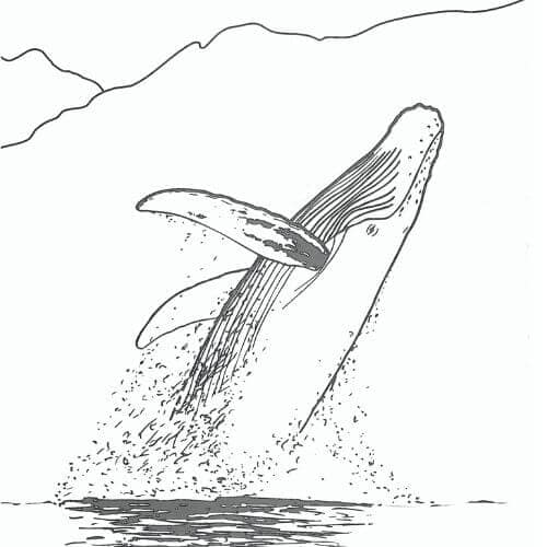 31 atividade baleia jubarte para imprimir Wyland Foundation