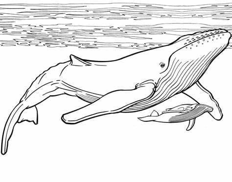 39 desenho baleia jubarte Coloring pages