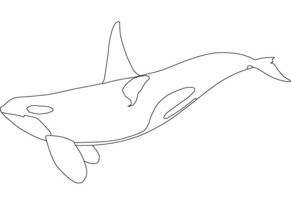 5 baleia orca para imprimir e colorir Get Coloring Pages