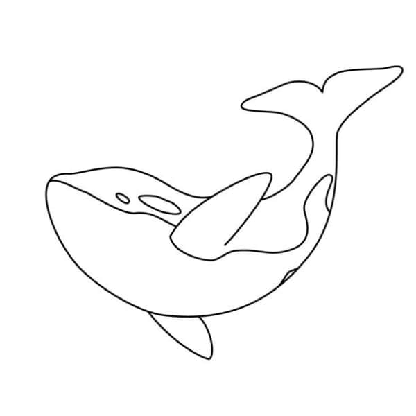 6 atividade baleia orca iStock