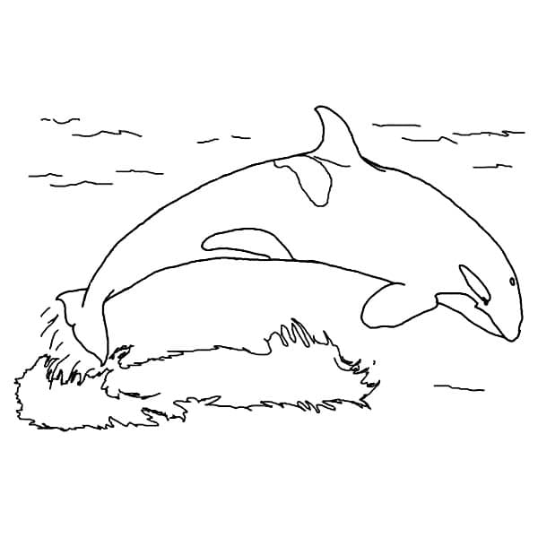 7 atividade orca para pintar Get Coloring Pages