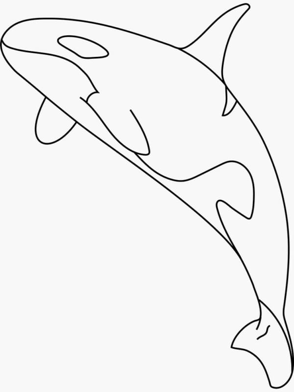 8 atividade para colorir orca Pinterest